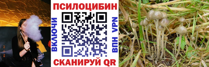 Галлюциногенные грибы Cubensis Купить где Светогорск